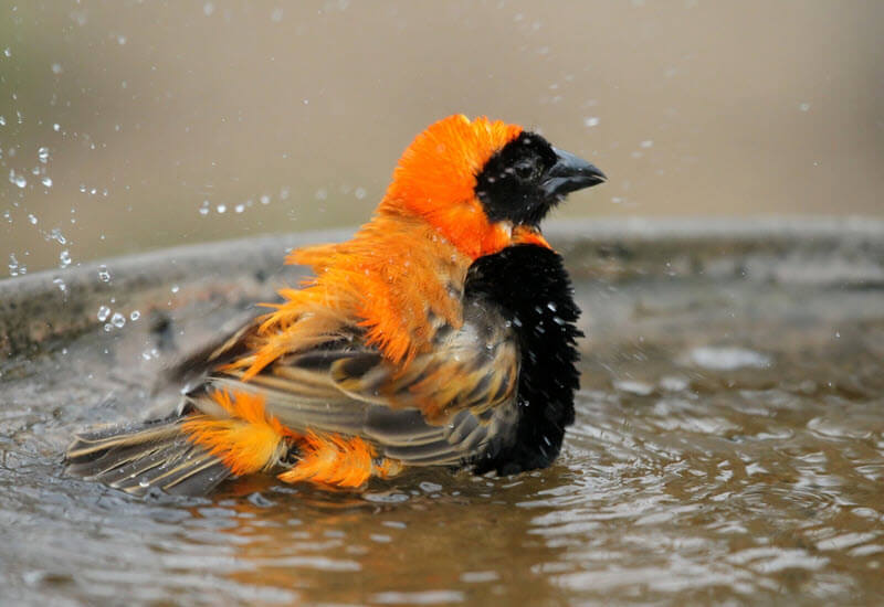 Vogel beim Bad im Vogelbad