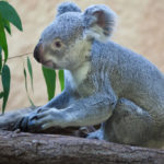 Ein Koala im Zoo