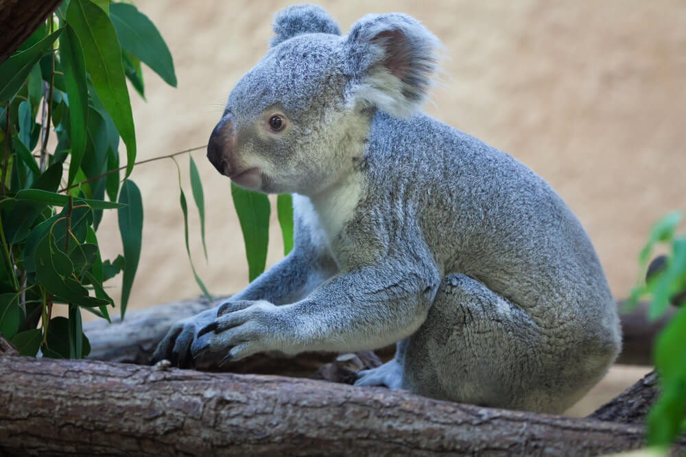 Ein Koala im Zoo