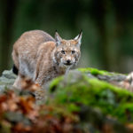 europäischer Luchs