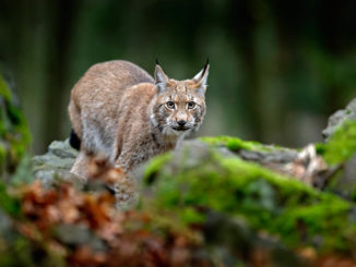 europäischer Luchs