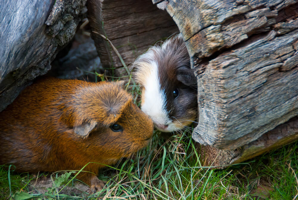 Meerschweinchen in Holzröhre