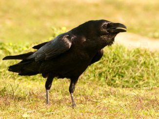 Krähe auf einer Wiese