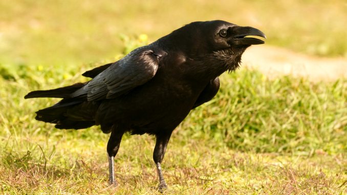 Krähe auf einer Wiese Krähe auf einer Wiese