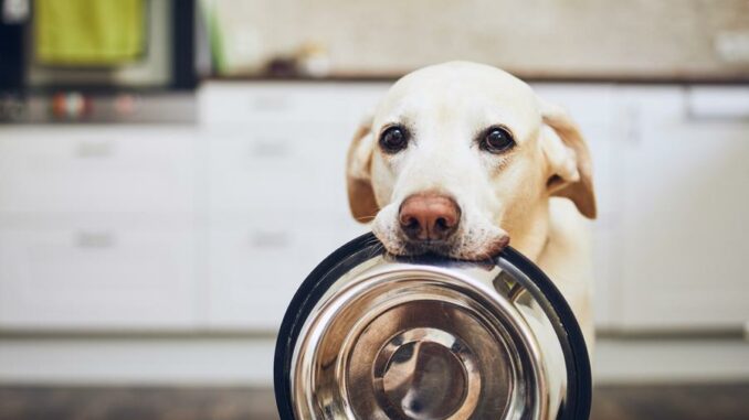 Hundefutter für verschiedene Rassen Hundefutter für verschiedene Rassen