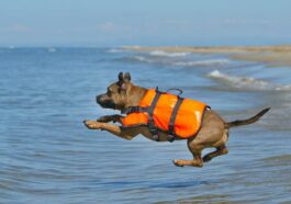 Hund mit Rettungsweste