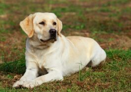 liegender Labrador