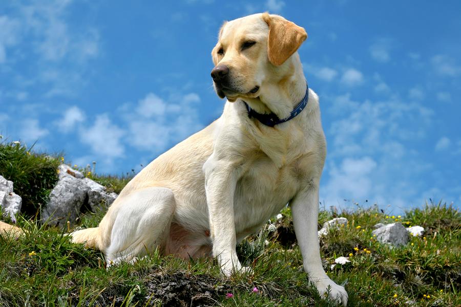 Labrador auf dem Gipfel