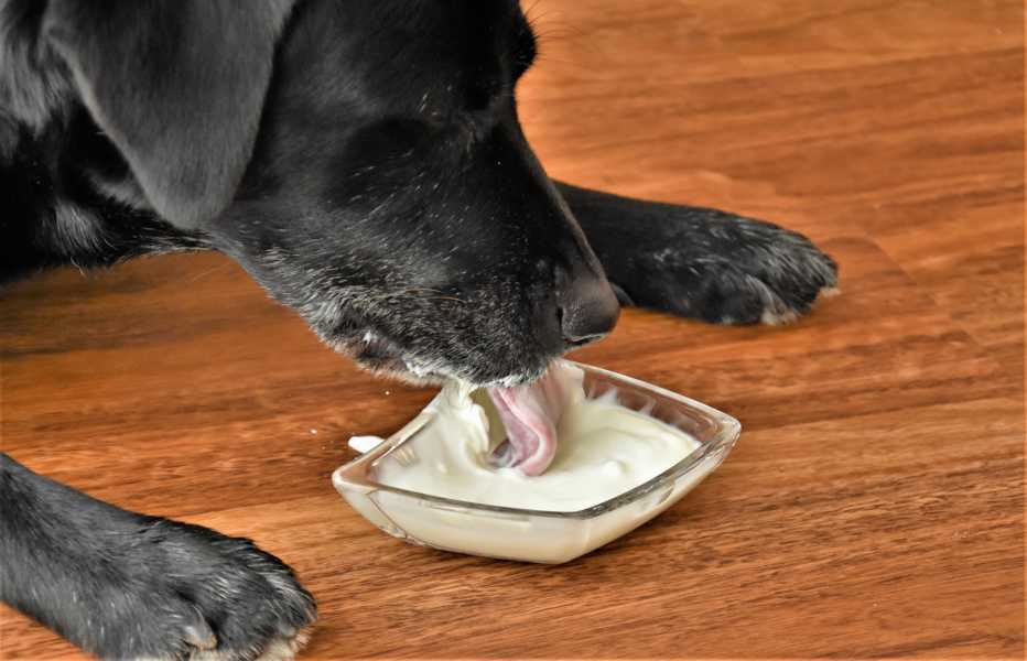 Wie viel Calcium braucht ein Hund? - wisentinsel.de