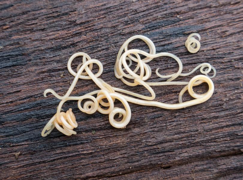 Wurmbefall beim Hund