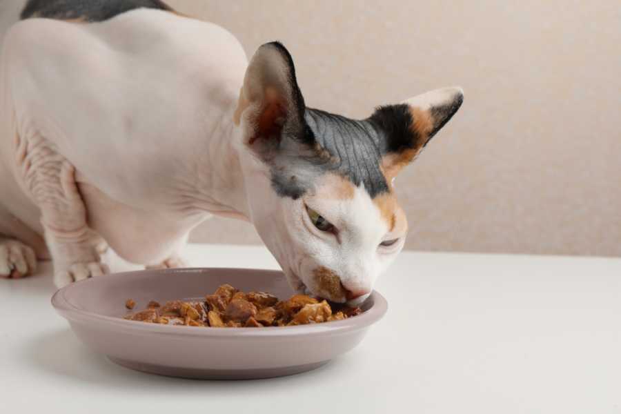 Warum isst meine Katze kein Nassfutter mehr? wisentinsel.de