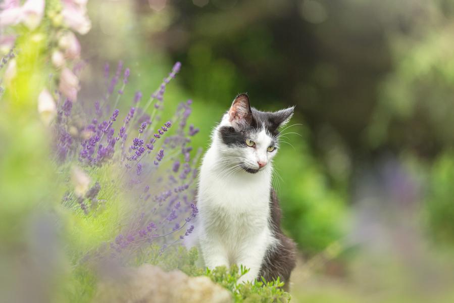 Ist Lavendel giftig für Katze? wisentinsel.de