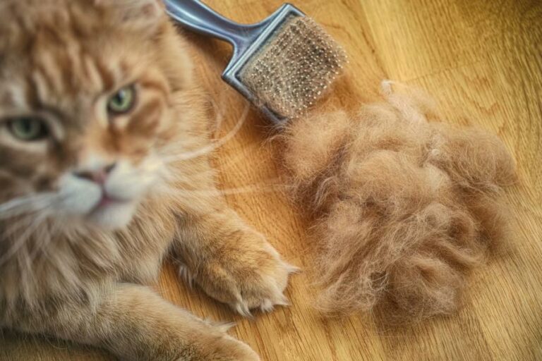 Katze Rupft Sich Fell Am Rücken Aus