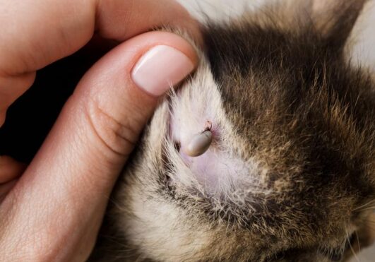 Ursache Katze Rupft Sich Fell Raus Warum rupft sich meine Katze das Fell aus? - wisentinsel.de