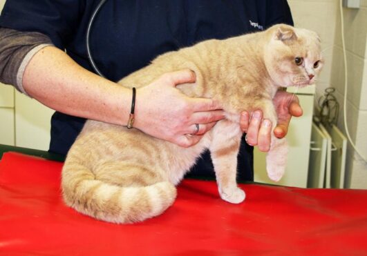 Katze Reißt Sich Fell Aus Psyche Warum rupft sich meine Katze das Fell aus? - wisentinsel.de