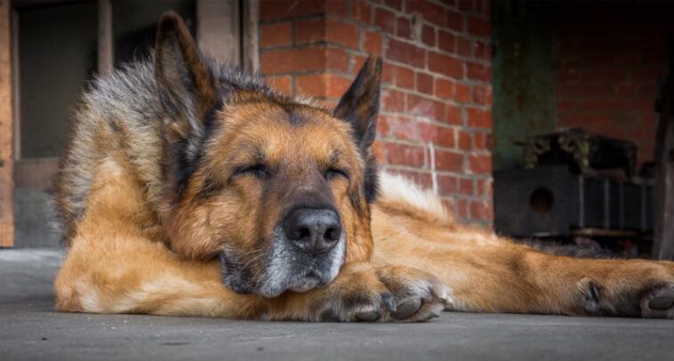 schlafender alter Hund