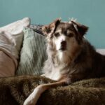 Australian Shepherd auf einer Couch