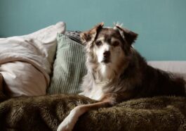 Australian Shepherd auf einer Couch