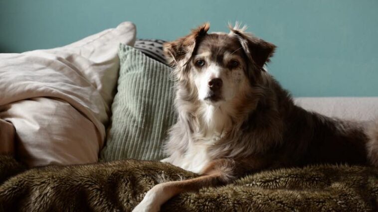 Australian Shepherd auf einer Couch