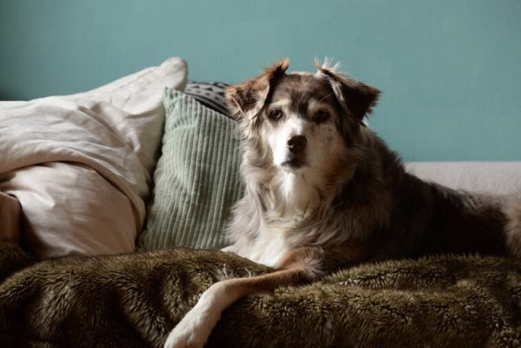 Australian Shepherd auf einer Couch